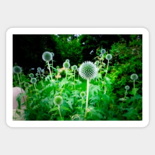 Small Globe Thistles 11 Sticker